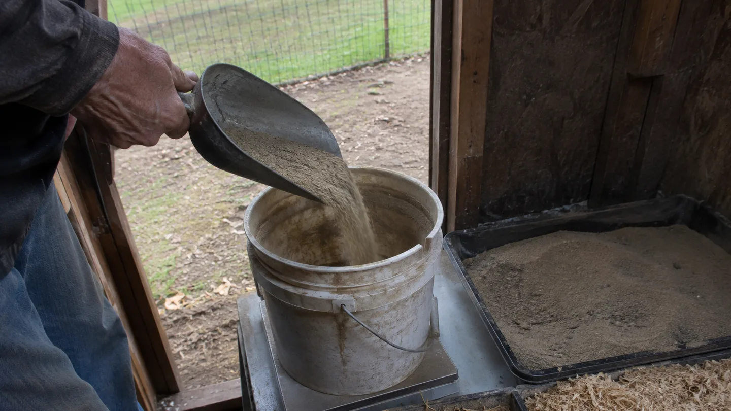 A scoop of coarse sand is weighed beside a worn bucket, showing the practical work of managing coop bedding.