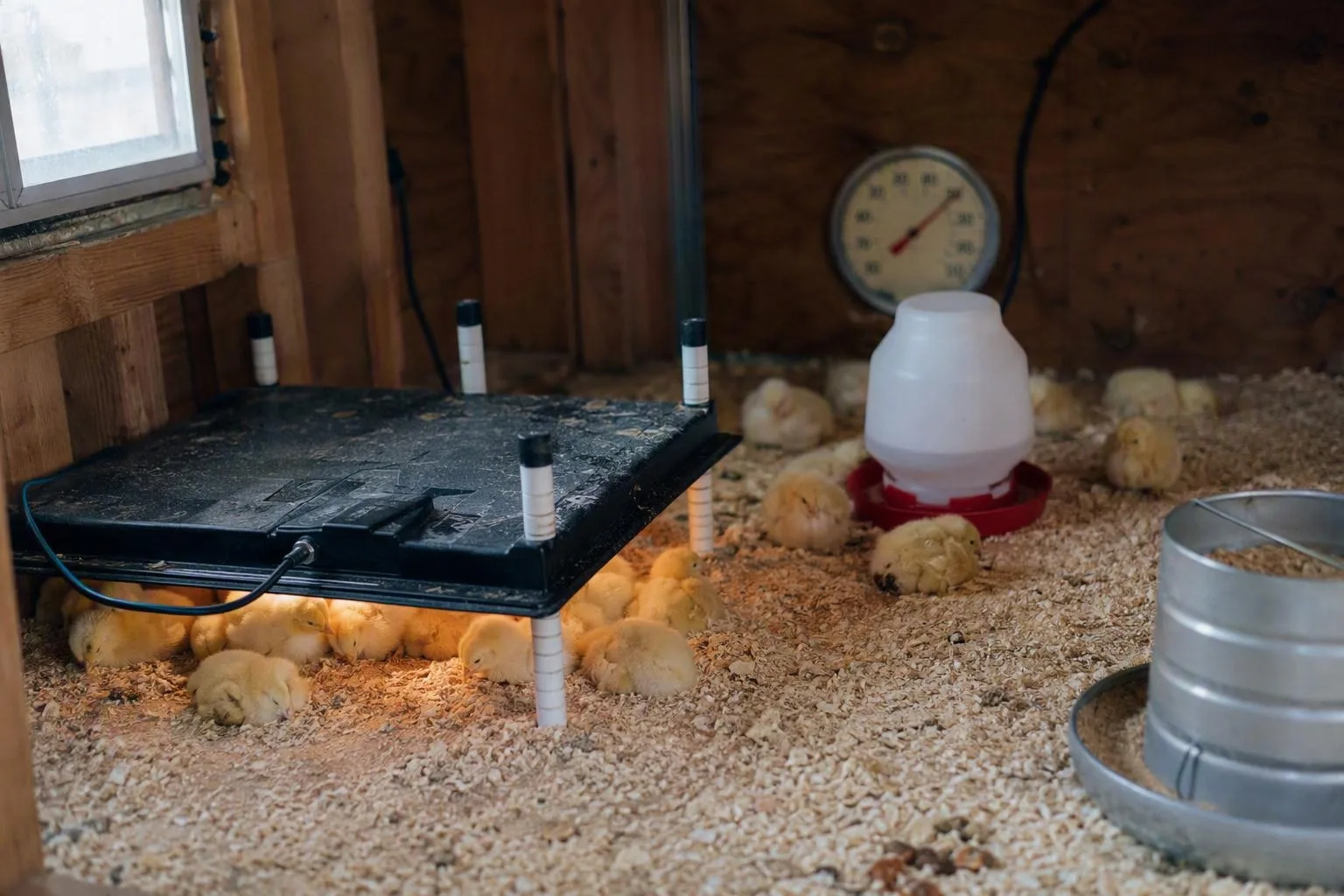 Chicks rest at varied distances from a heat plate while a thermometer shows the brooder conditions.