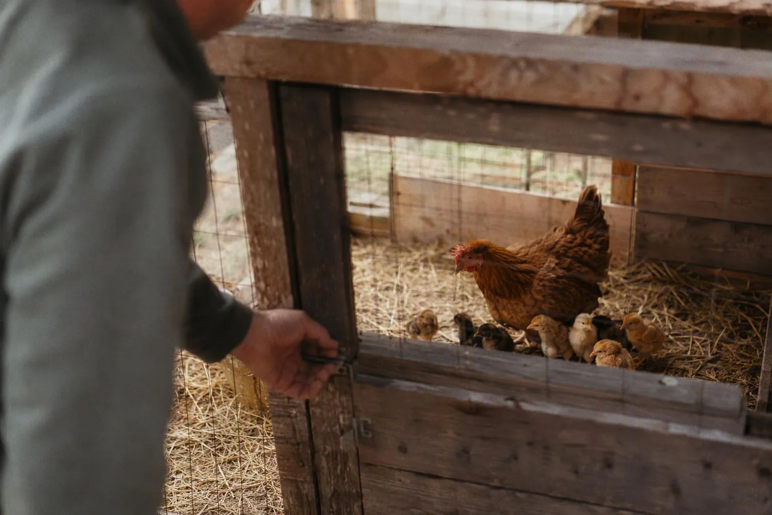 A hen and her chicks gather inside a small low pen while a hand checks the gate.