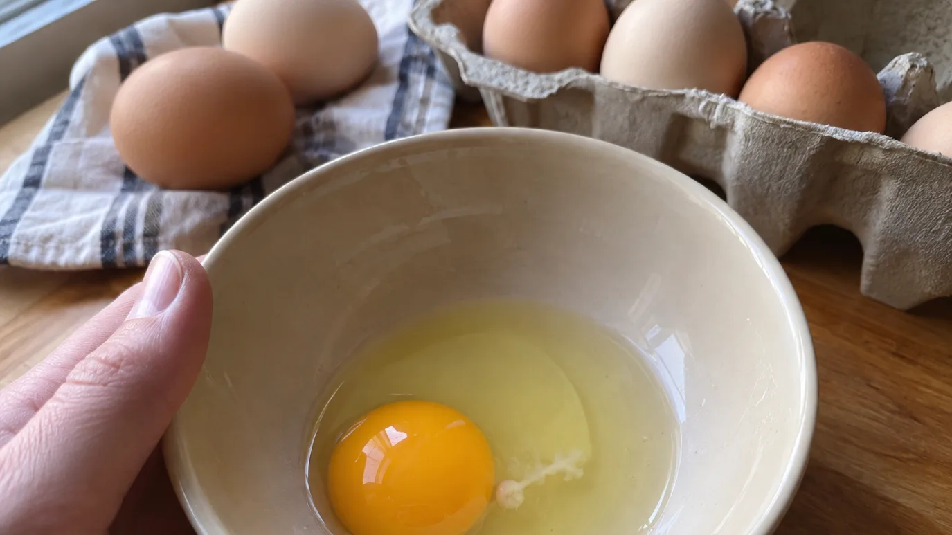 A cracked egg shows the yolk, white, and rope-like chalaza that can be mistaken for an embryo.