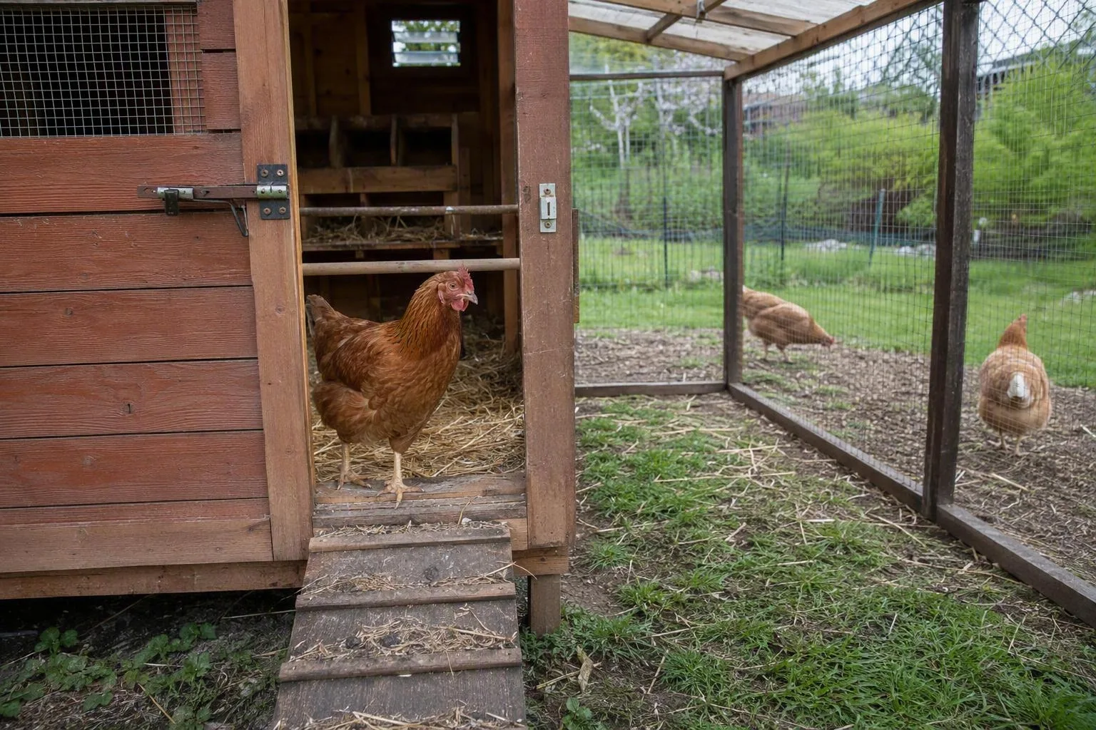 A compact chicken coop opens into a secure run where hens have room to move outdoors.