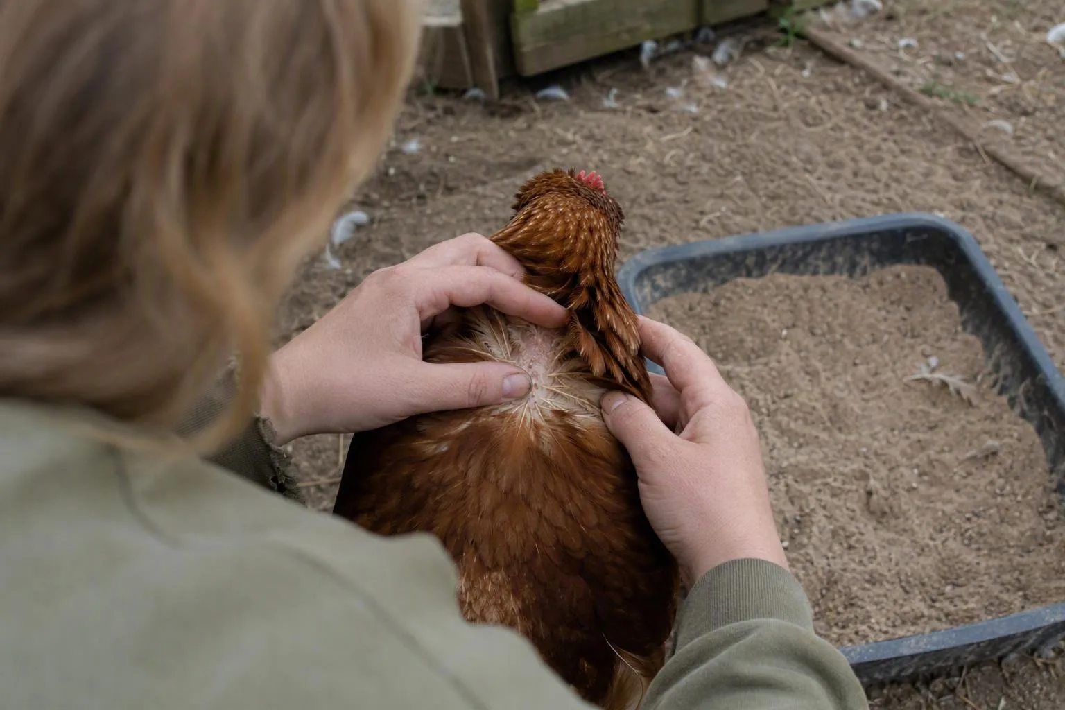 A keeper gently parts a hen’s feathers beside a sandy tray to check the skin for parasites.