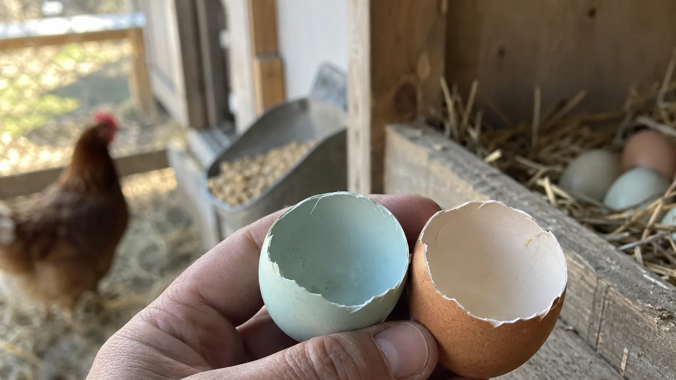 Blue and brown eggs beside a gently rubbed shell showing different surface finishes.