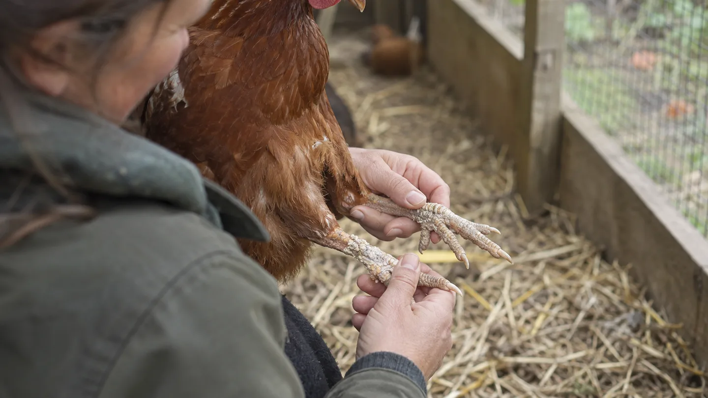 A handler compares the raised scales on both legs of a hen during a careful home health check.