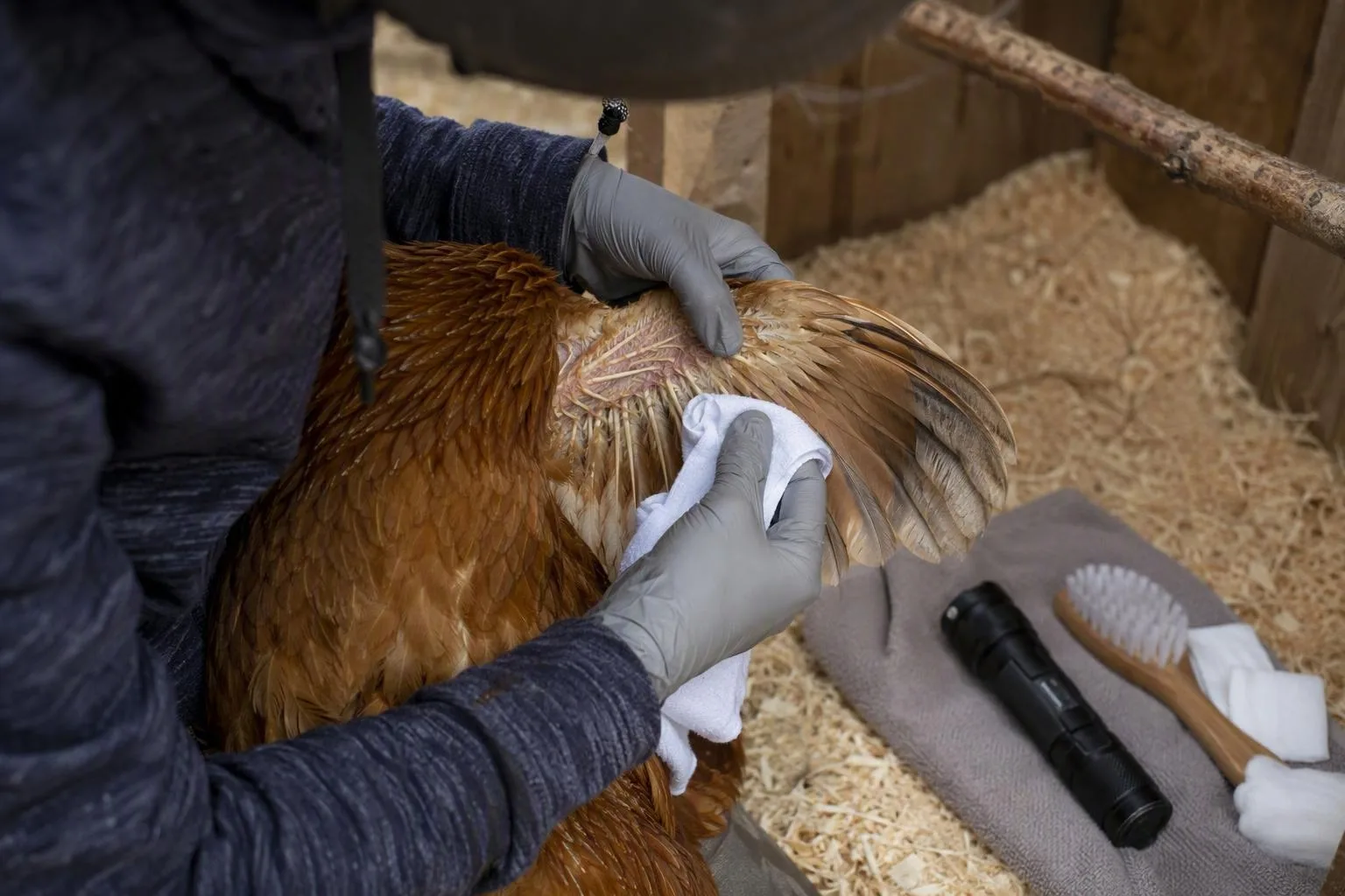 Gloved hands lift a hen’s wing beside a white cloth and flashlight for a careful mite inspection.