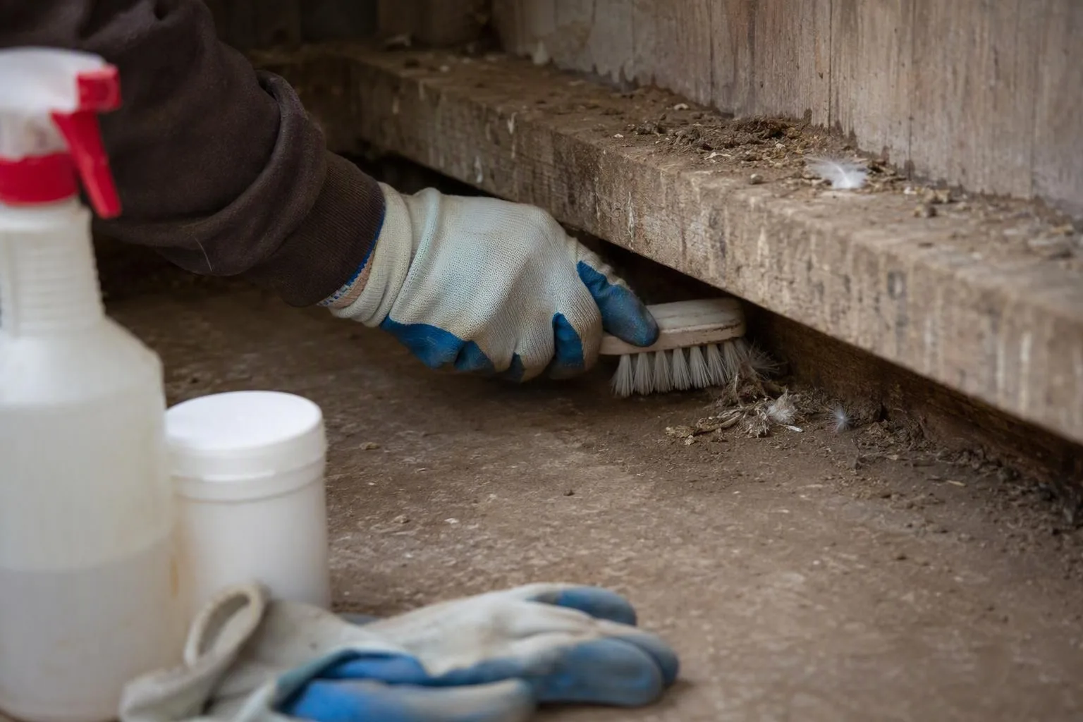A gloved hand brushes debris from a bare roost joint in an emptied chicken coop.