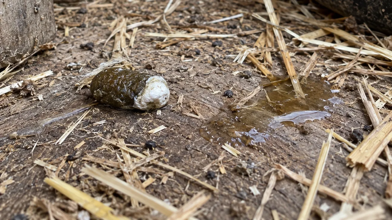 A brown dropping with a white urate cap sits beside a separate liquid patch in the straw.