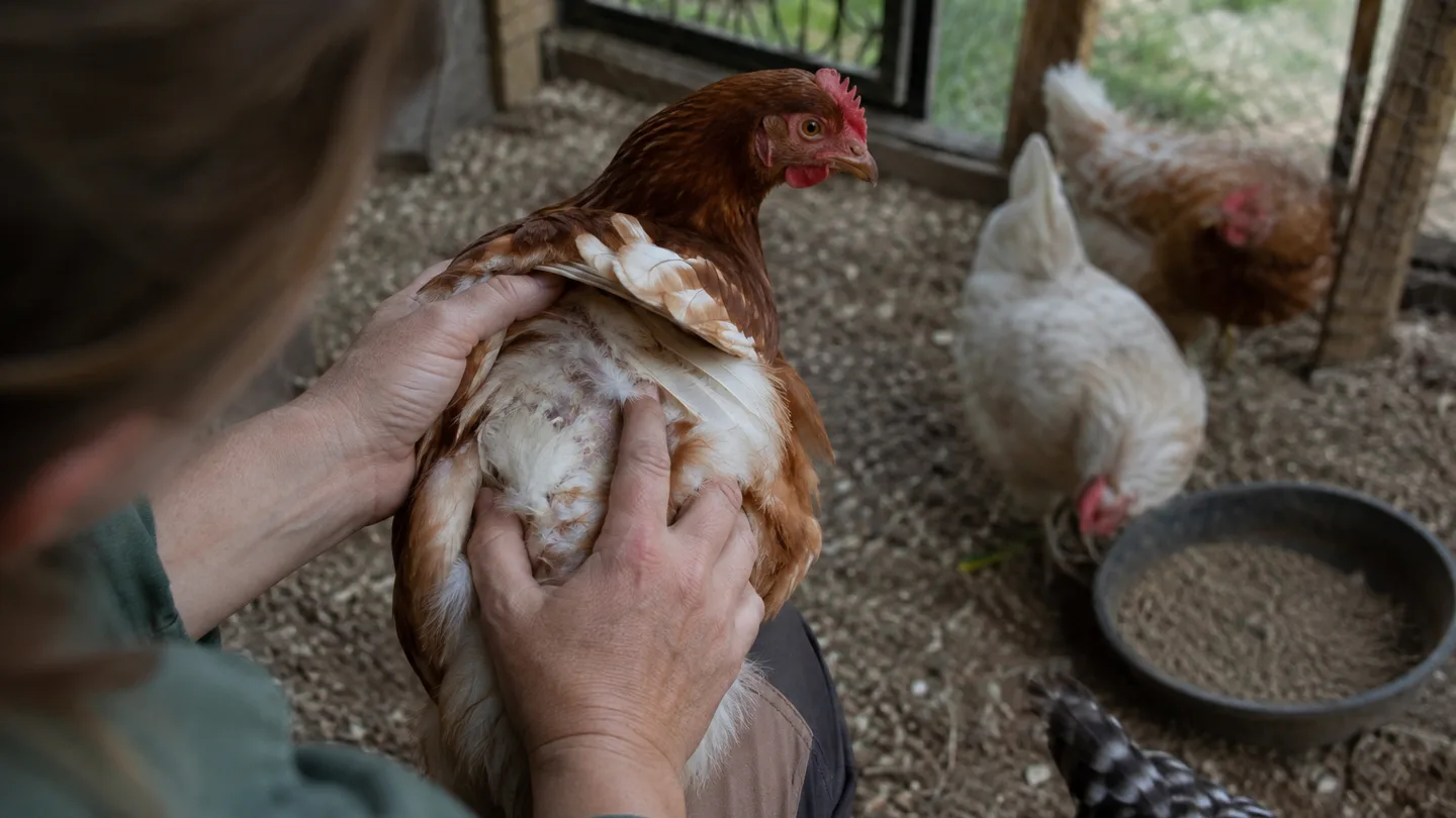 A backyard keeper checks one hen while watching the flock for changes in health.