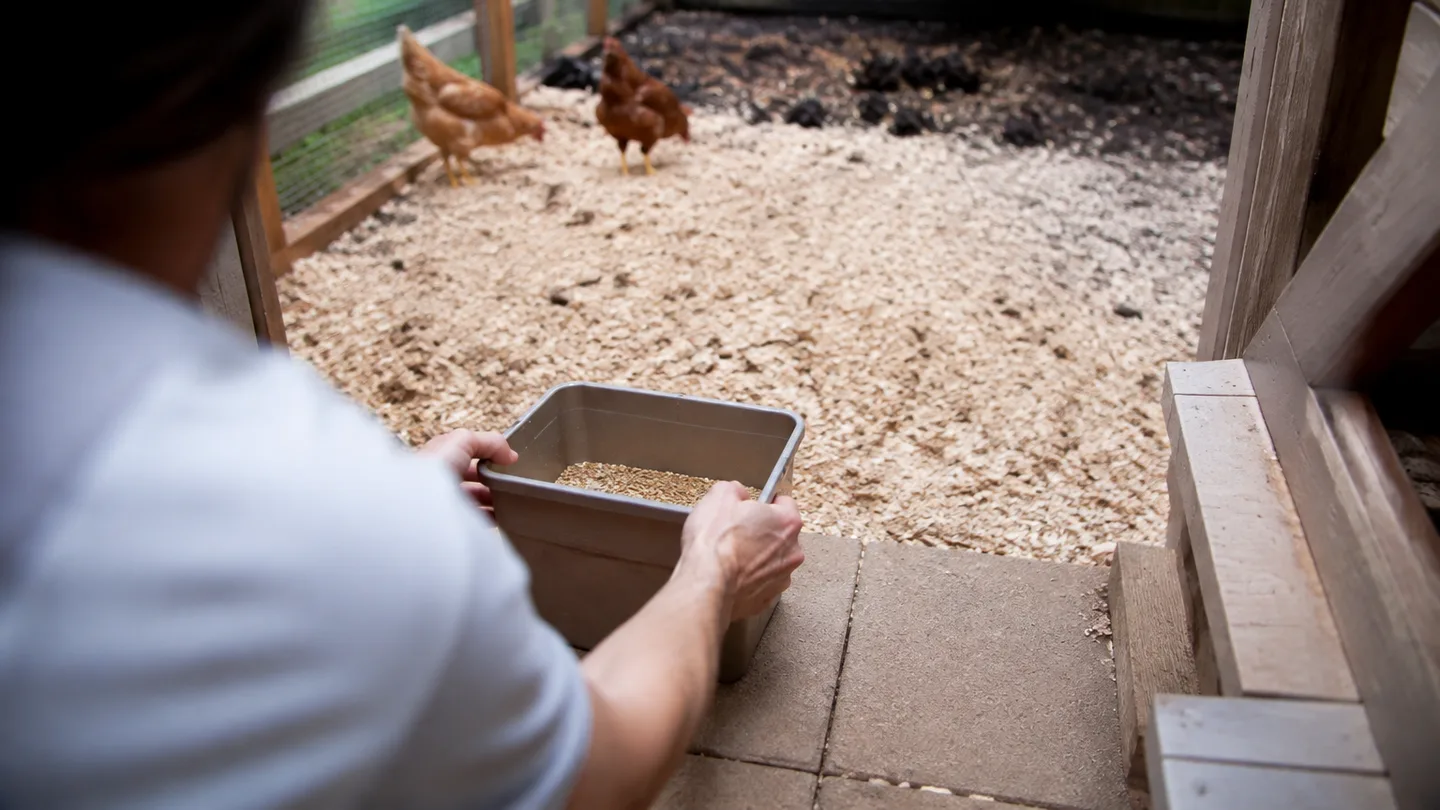 A caretaker moves a feed tub onto dry ground away from damp bedding, helping keep the chicken run cleaner.