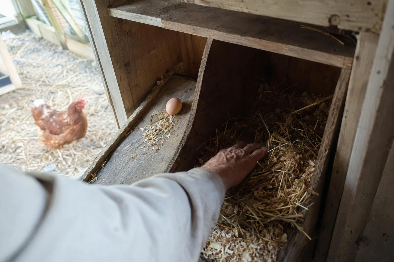 A padded nesting box uses a sloped tray to keep a freshly laid egg away from a hen.