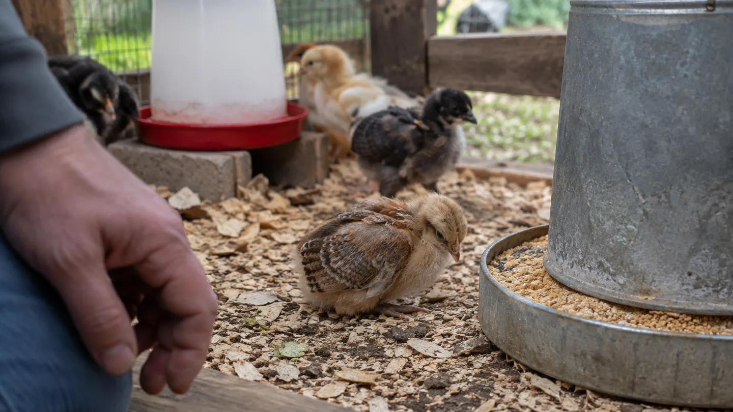 A quiet young chick sits apart beside untouched feed while a keeper checks its condition in a backyard brooder.