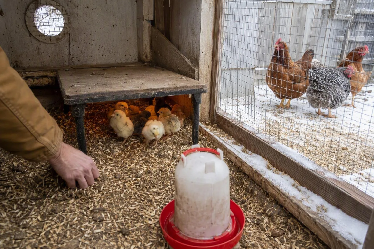 Chicks shelter under a brooder while adult hens stay separately in a frosty outdoor run.