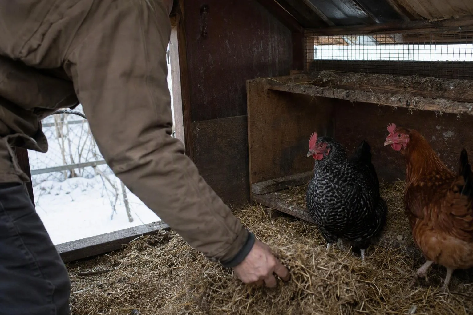A winter coop shows a high vent, sheltered roost, and dry bedding beside two hens.