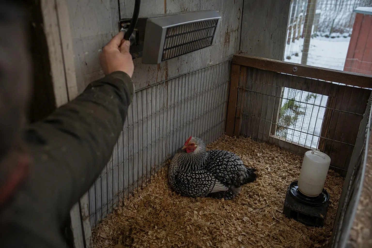 A hen rests in a dry recovery pen beneath a securely mounted guarded heater.