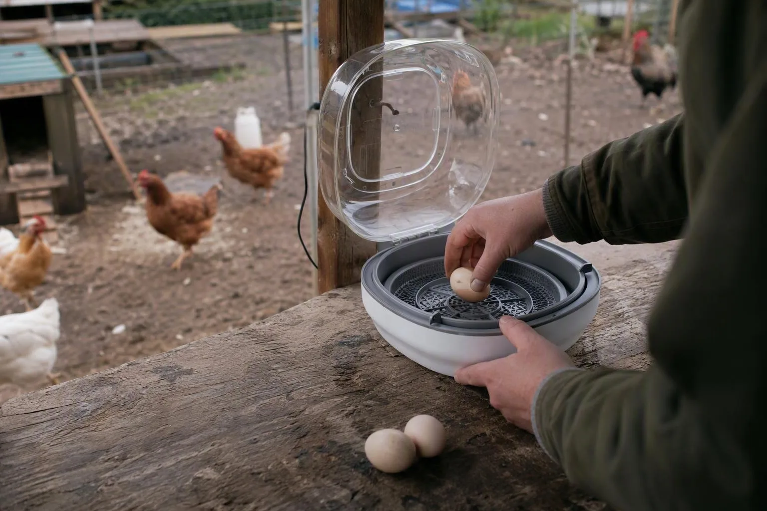 Hands place an egg in an incubator beside other eggs, showing a practical way to hatch chicks.