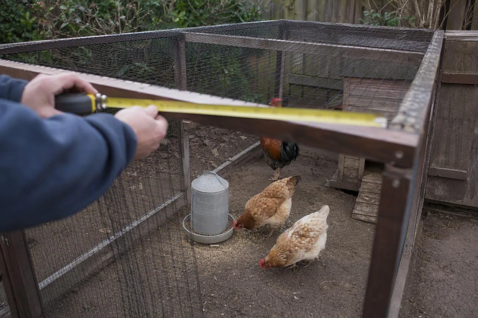 A keeper measures the roofed run beside a coop while hens gather near the feeder.