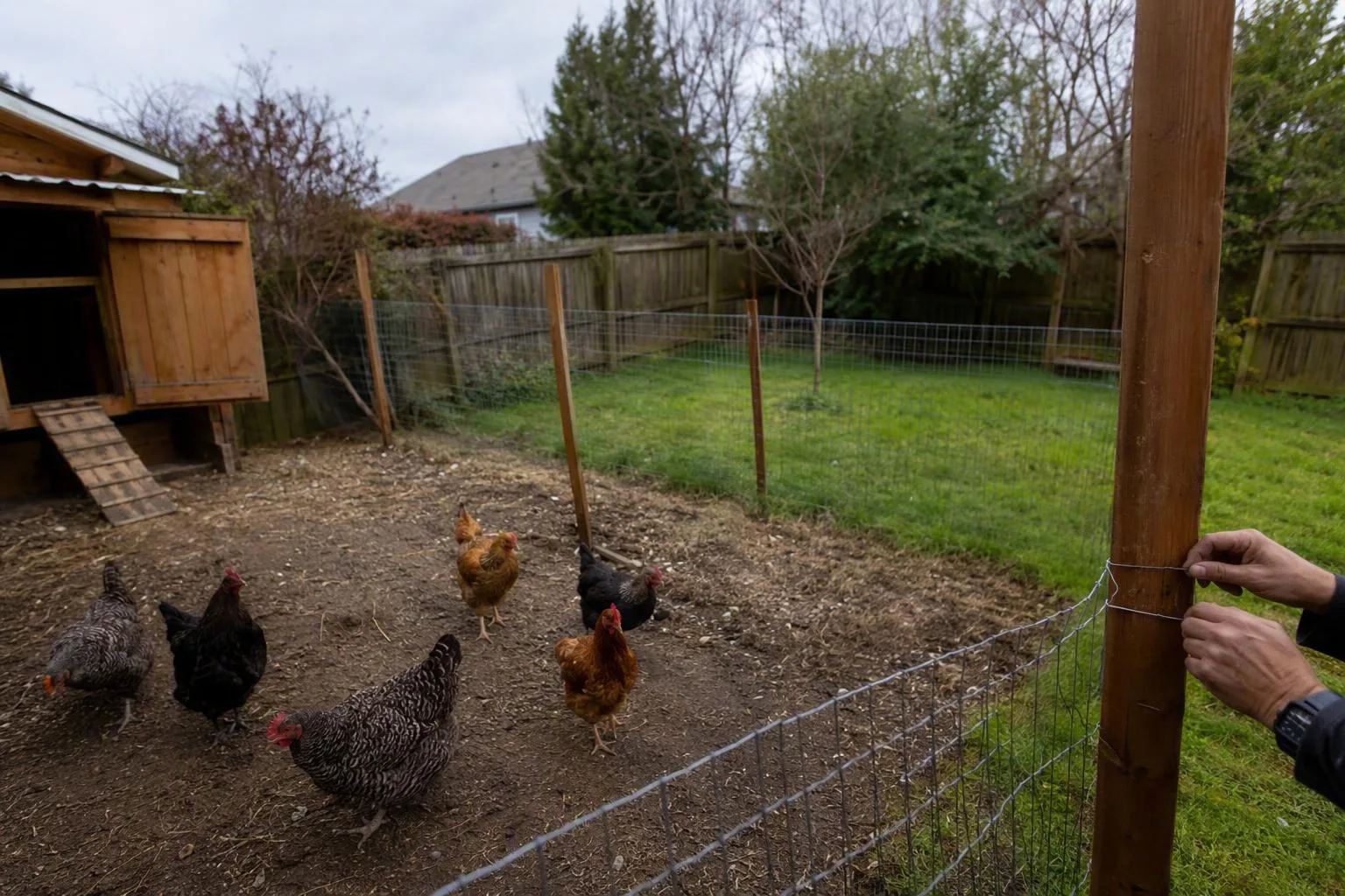 Chickens stand beside temporary fencing that separates a used patch of yard from resting ground.