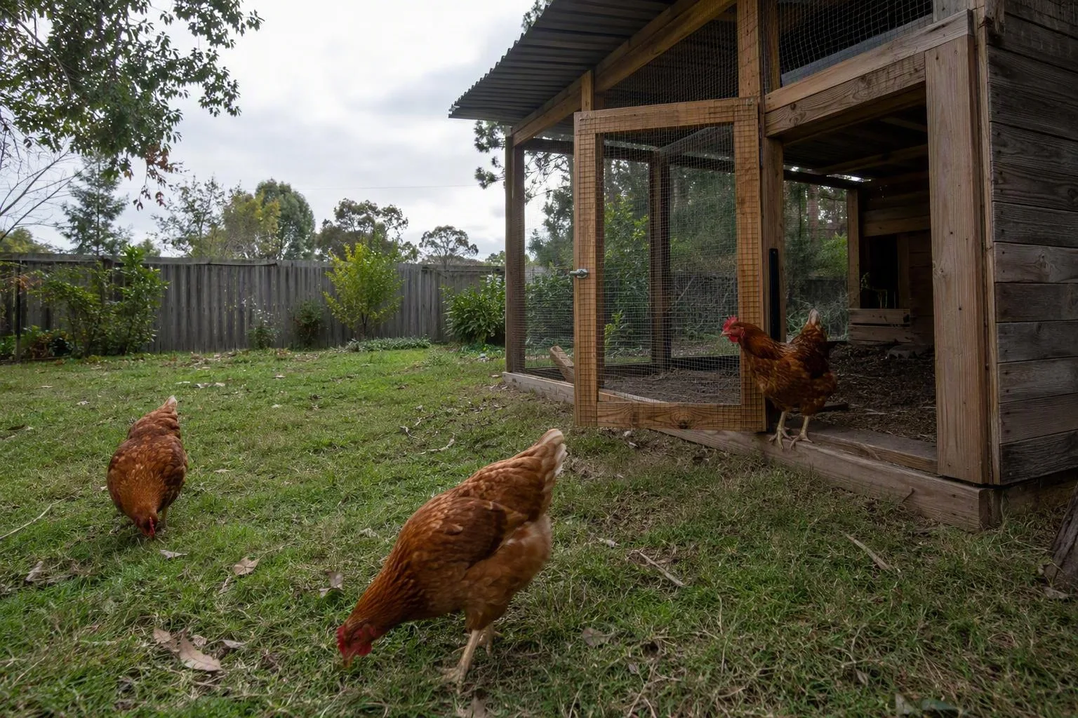 Hens forage beside a roofed wire enclosure, showing the difference between open yard access and protected shelter.