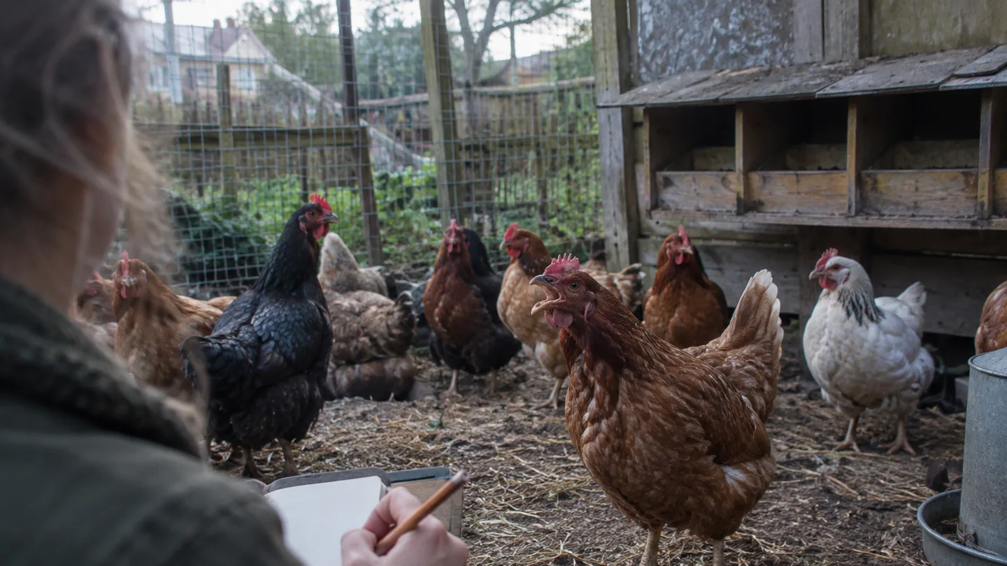 A keeper notes a hen’s call while watching the flock beside the nest boxes.