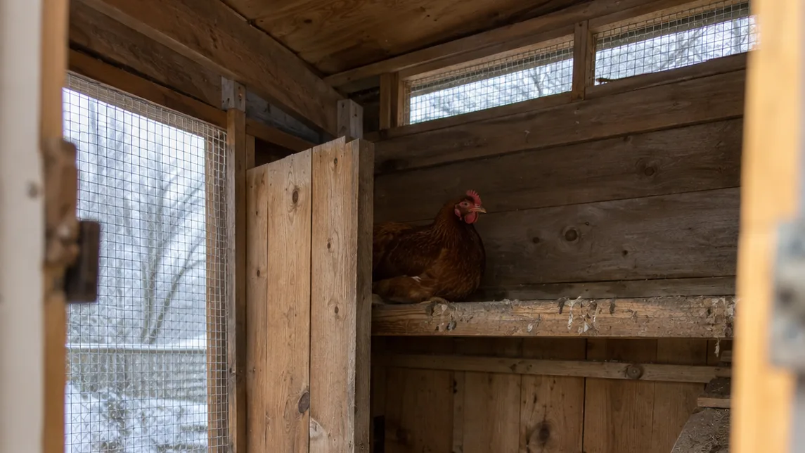 A dry coop interior shows high vents and a sheltered roost that protect hens in freezing weather.