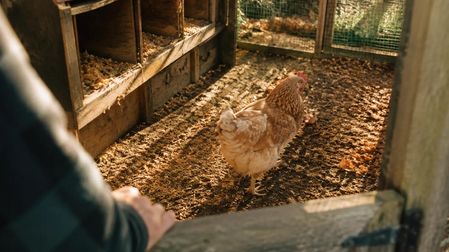 An older hen takes a slow step in a clean coop while a person quietly watches from the doorway.