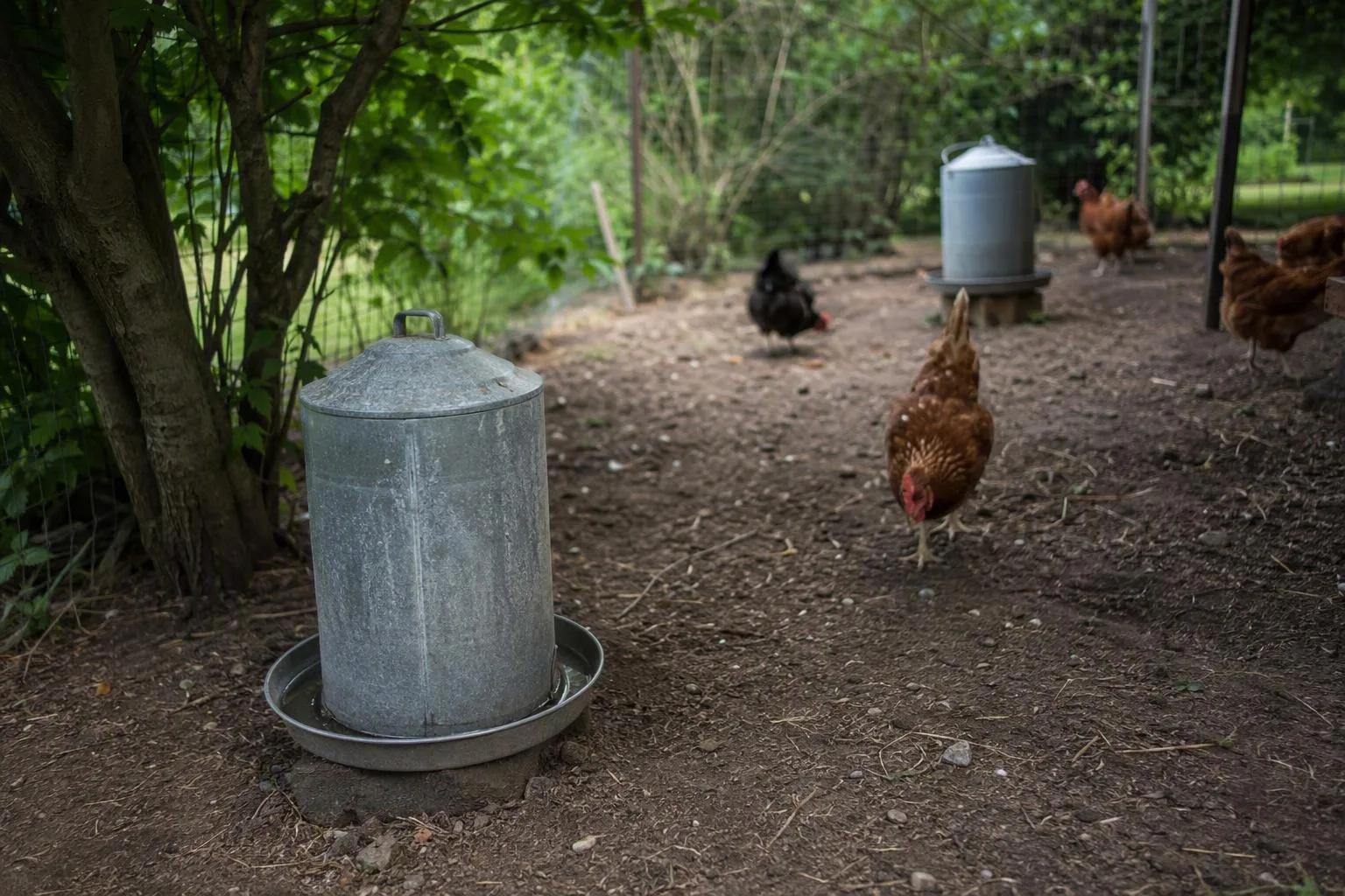 Two shaded drinkers sit apart in a secure chicken run while hens move nearby on a summer morning.