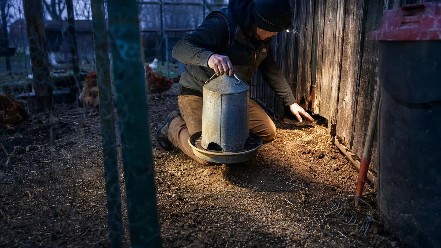 A backyard keeper removes a feeder while inspecting a coop corner for signs of rat entry.