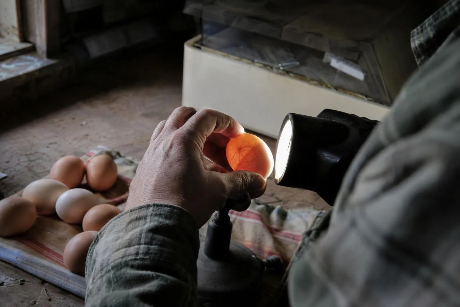 Hands hold a lit egg so its branching veins can be checked during the first week of incubation.