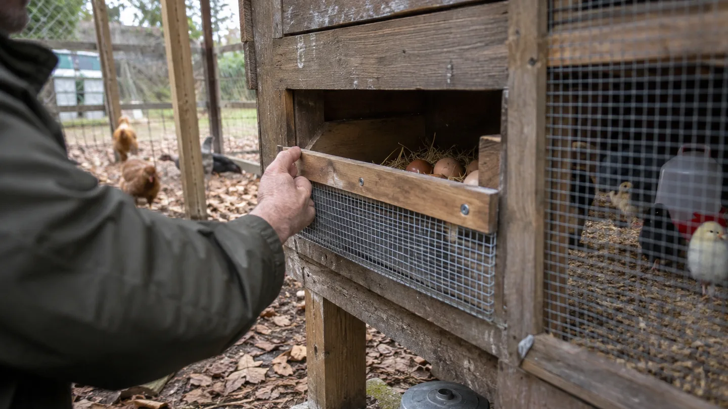 A hand checks a covered nest box beside a wire-enclosed chick shelter in a backyard coop.