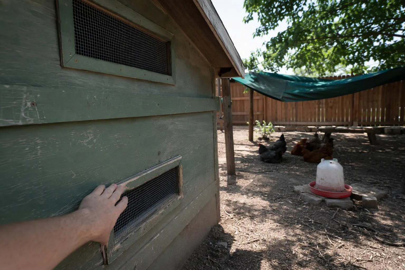 A small coop shows screened vents low and high to help air move through the chicken shelter.
