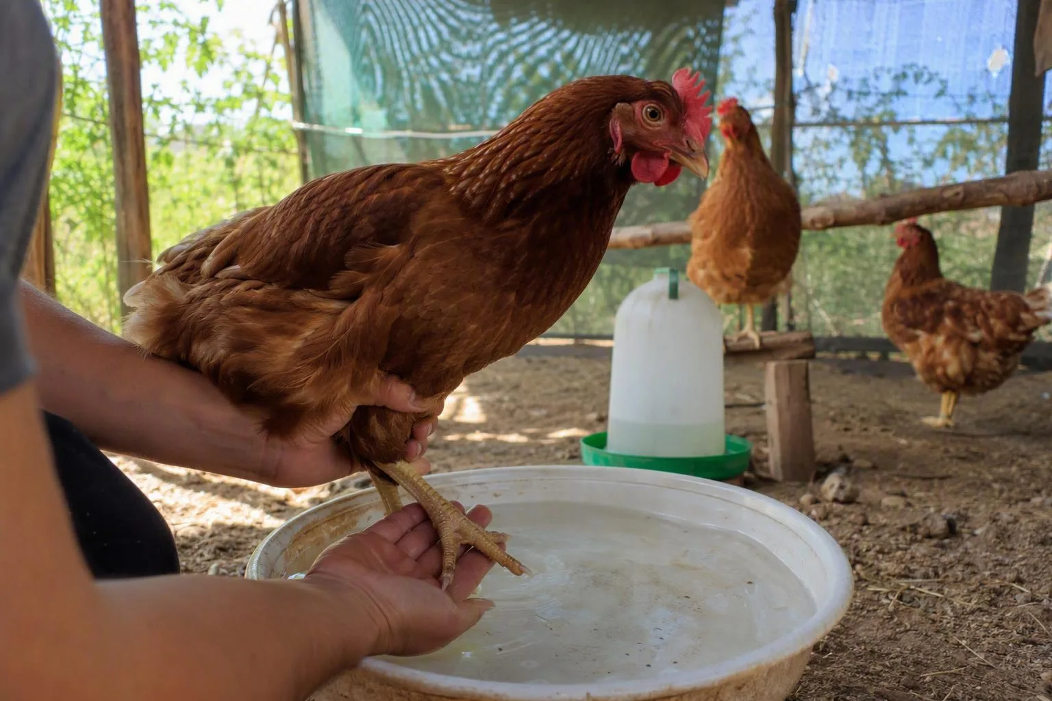 A keeper gently cools a hen’s foot beside shade and clean water in the chicken run.