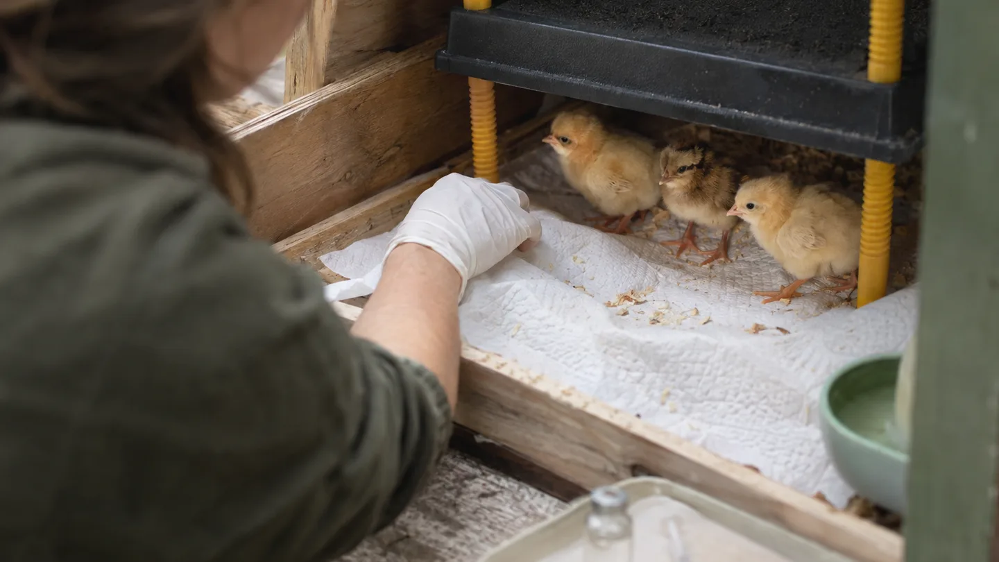 A caretaker prepares a clean brooder as newly hatched chicks gather beneath a heat plate before exposure to illness.