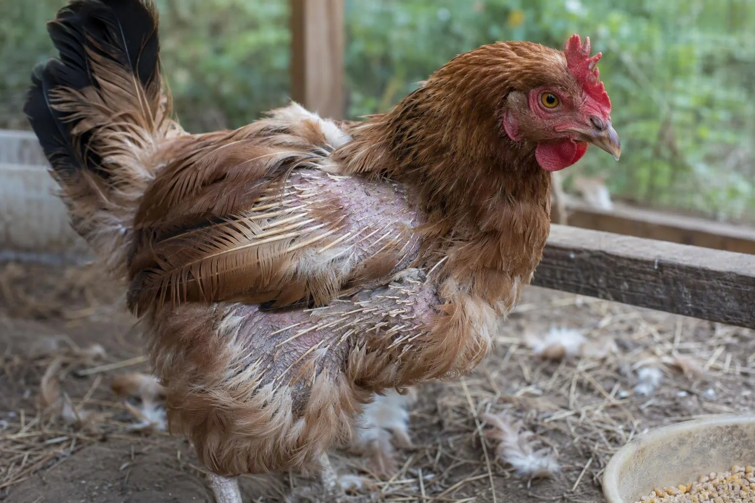 Feather bases and skin are being inspected beside a chicken coop roost.
