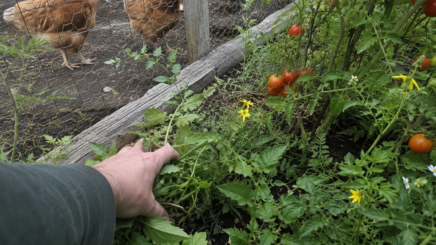 Weeds, bulbs, and tomato vines grow beside a chicken run, marking plants to check for flock safety.