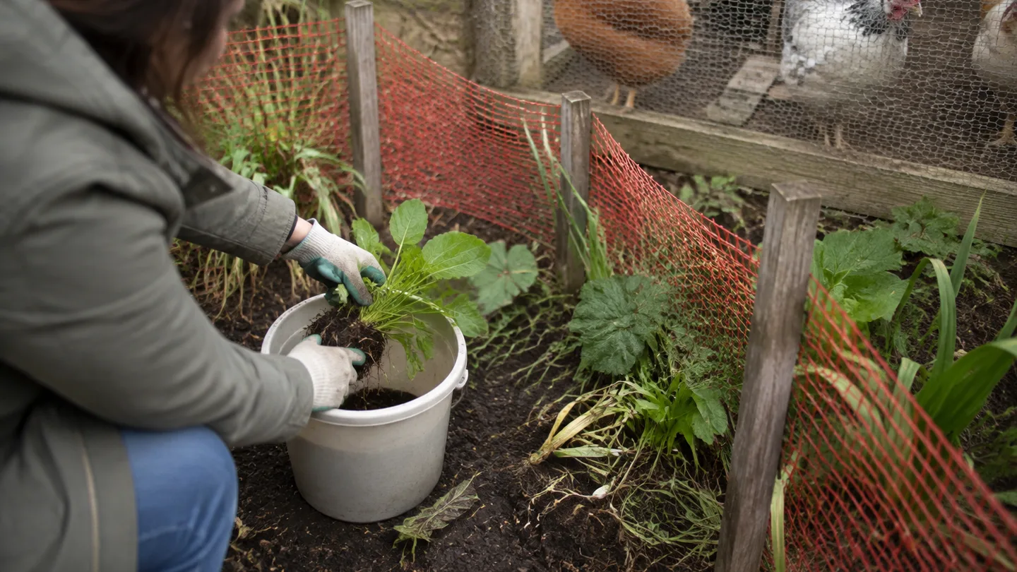 Gloved hands remove a garden plant beside the chicken run while a temporary barrier keeps hens away.