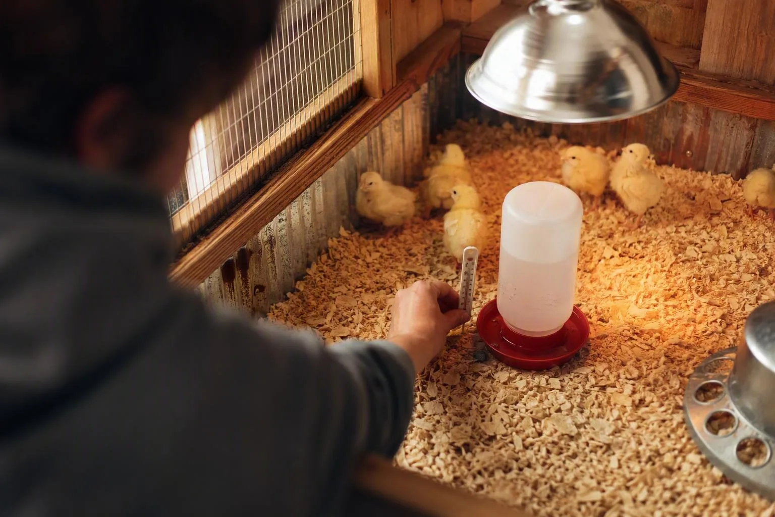 A thermometer sits at chick height beside a shallow waterer on dry bedding.