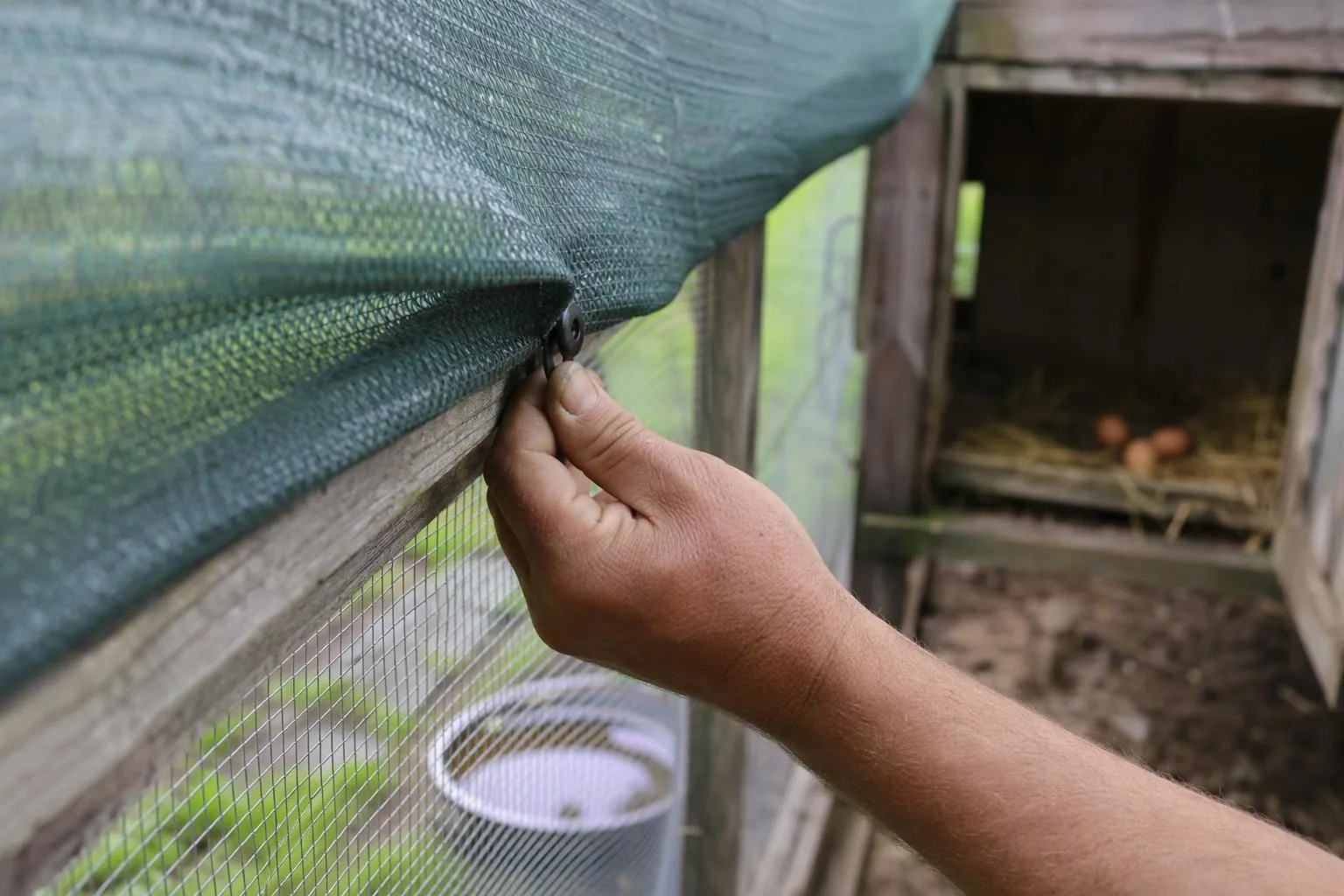 A hand secures shade over a chicken run beside fresh water and eggs in a nest.