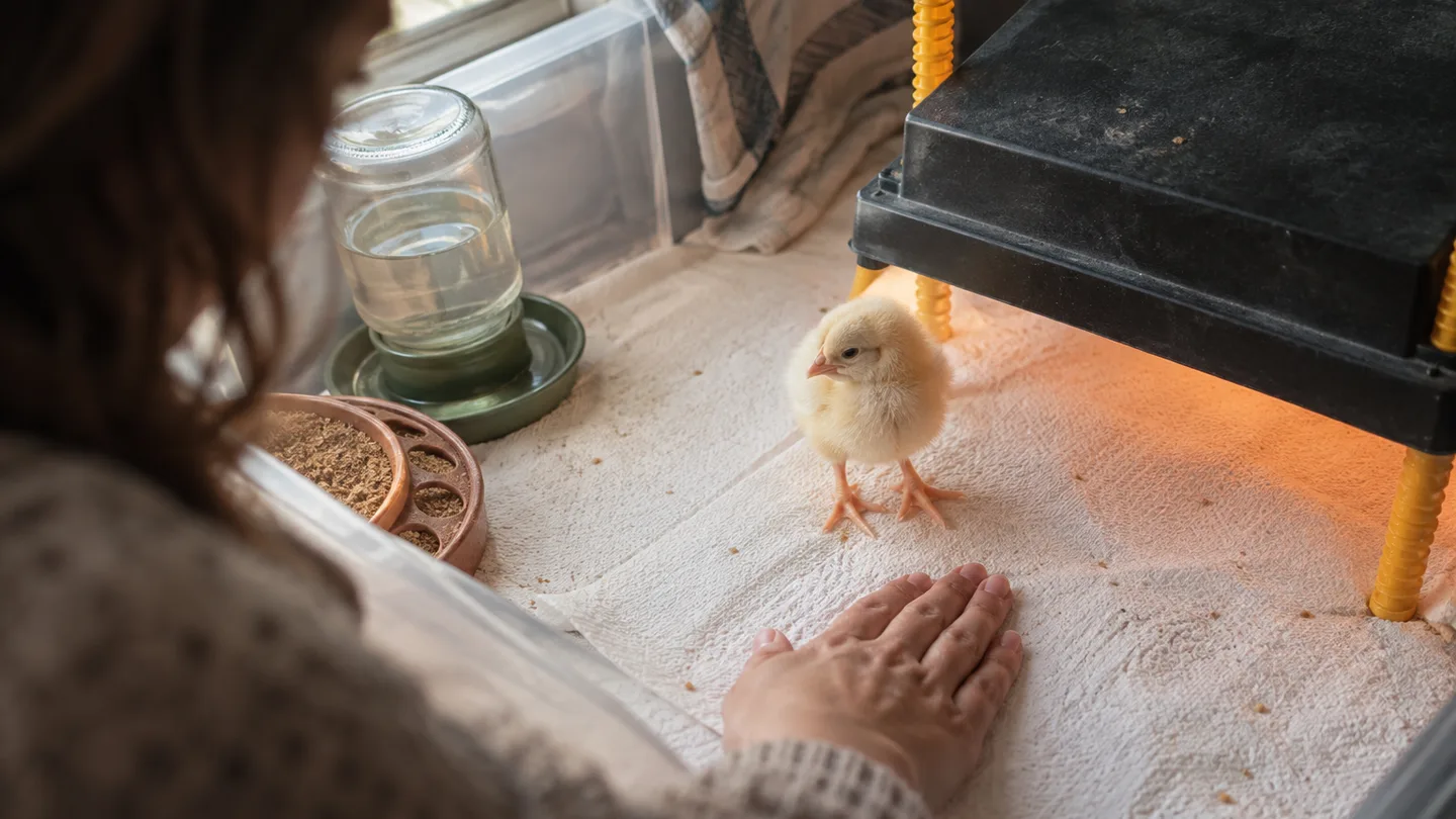 A chick stands firmly on clean textured bedding beside shallow feed and water, with open space around it.