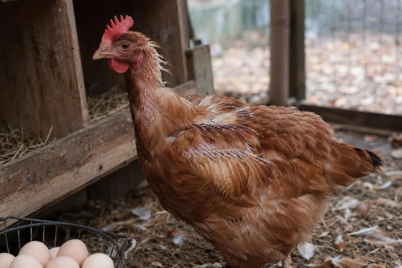 An older hen with visible pin feathers stands alert beside a nesting box during a healthy molt.